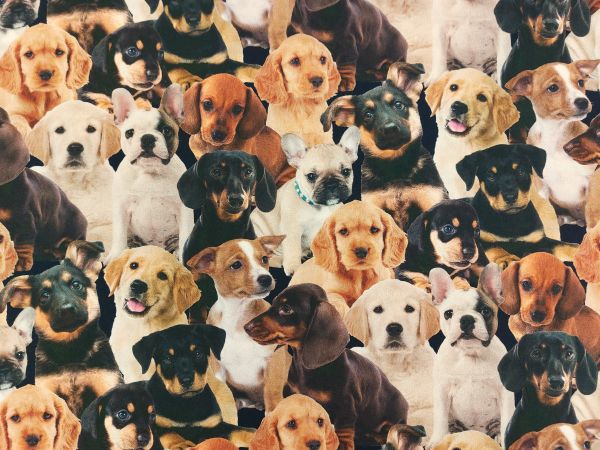 100 % Baumwolle Welpen 100 % Baumwolle Welpen