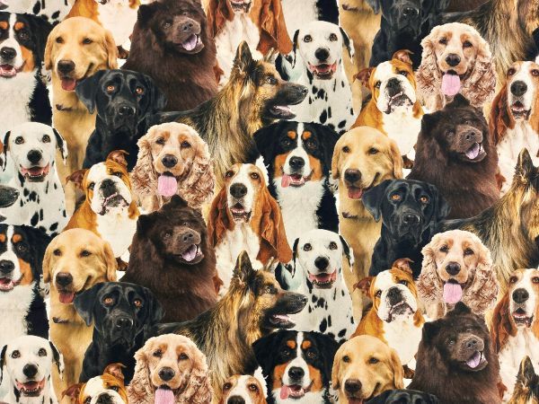 100 % Baumwolle erwachsene Hunde 100 % Baumwolle erwachsene Hunde